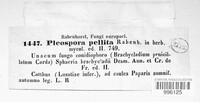 Pyrenophora pellita image